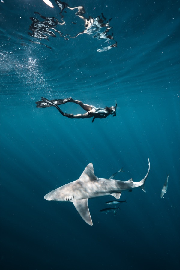 A shark passing below Mandi while freediving